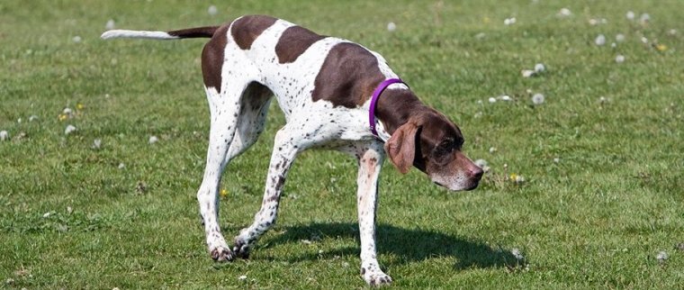 Pointer anglais